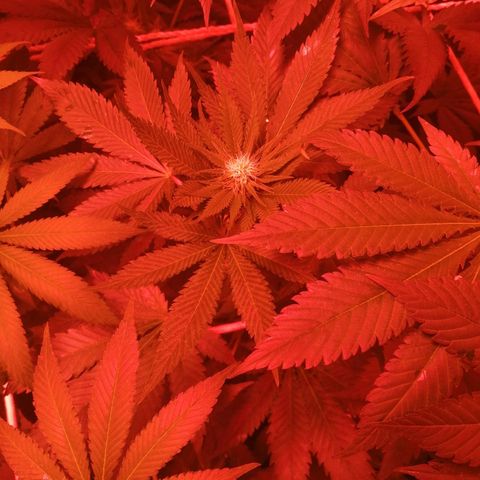 GRANEL strain growlog photo: After watering 