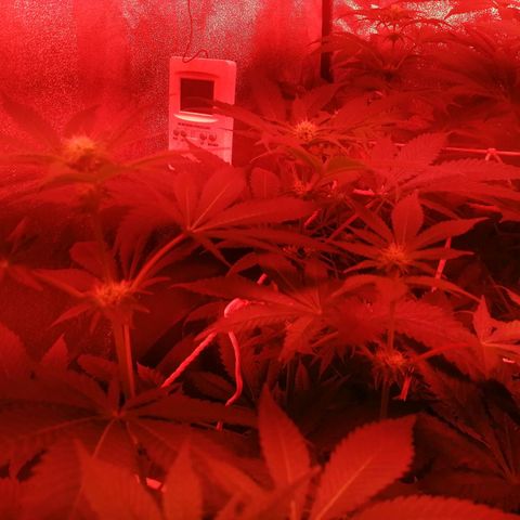 GRANEL strain growlog photo: After watering 