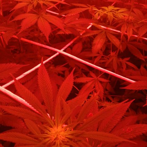 GRANEL strain growlog photo: After watering 