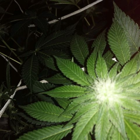 GRANEL strain growlog photo: Flowering 