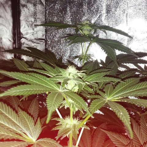 GRANEL strain growlog photo: Flowering 