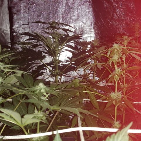 GRANEL strain growlog photo: Flowering 