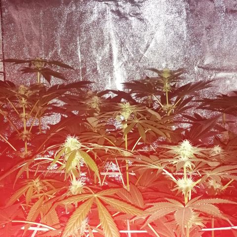 GRANEL strain growlog photo: Flowering 