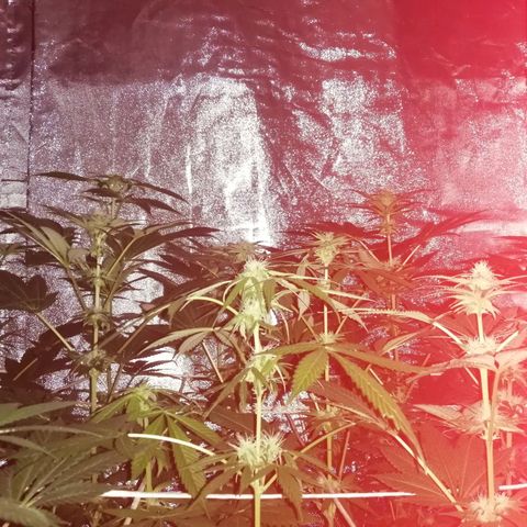GRANEL strain growlog photo: Flowering 