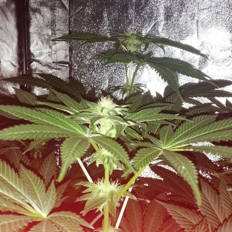 GRANEL strain growlog photo: Flowering 