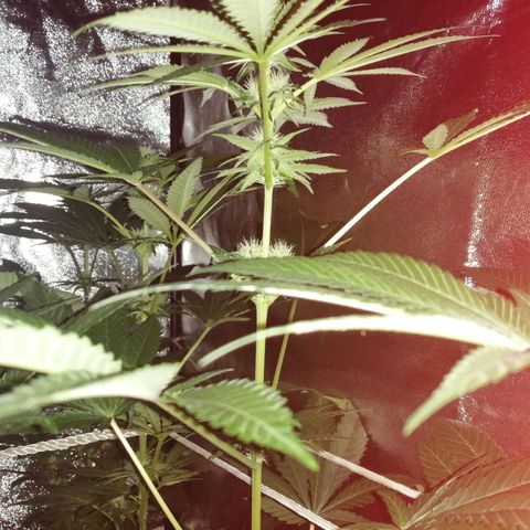 GRANEL strain growlog photo: Flowering 