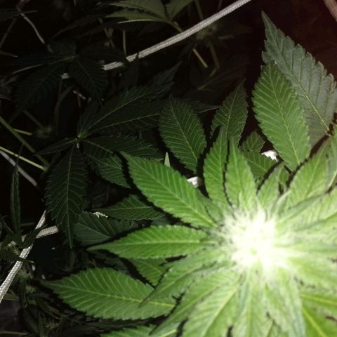 GRANEL strain growlog photo: Flowering 