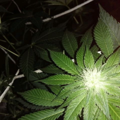 GRANEL strain growlog photo: Flowering 