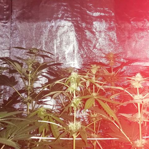 GRANEL strain growlog photo: Flowering 