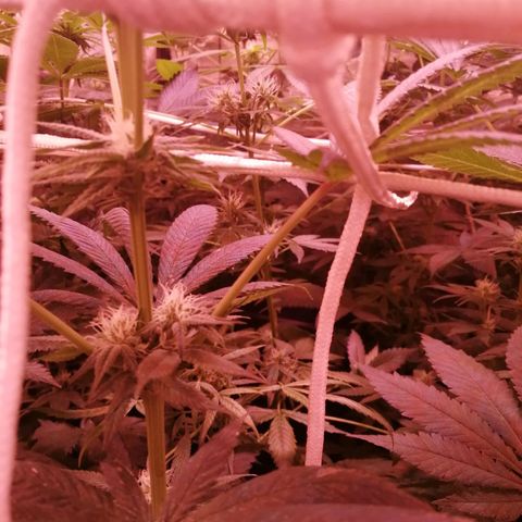 GRANEL strain growlog timeline photo