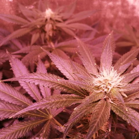 GRANEL strain growlog timeline photo