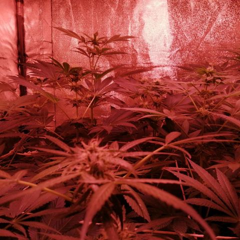 GRANEL strain growlog timeline photo
