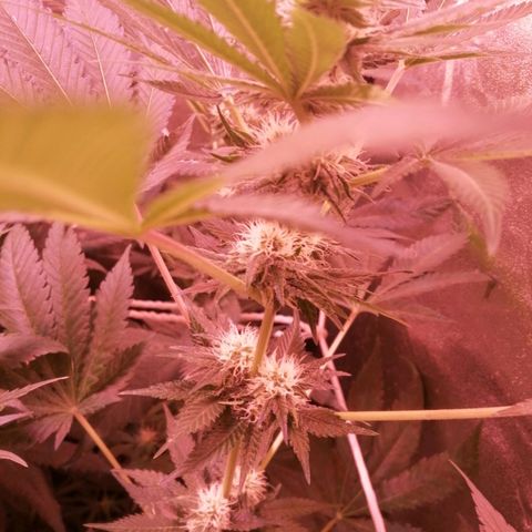 GRANEL strain growlog timeline photo