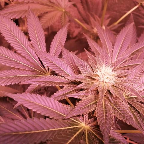 GRANEL strain growlog timeline photo