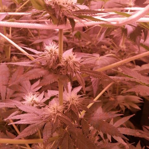 GRANEL strain growlog timeline photo