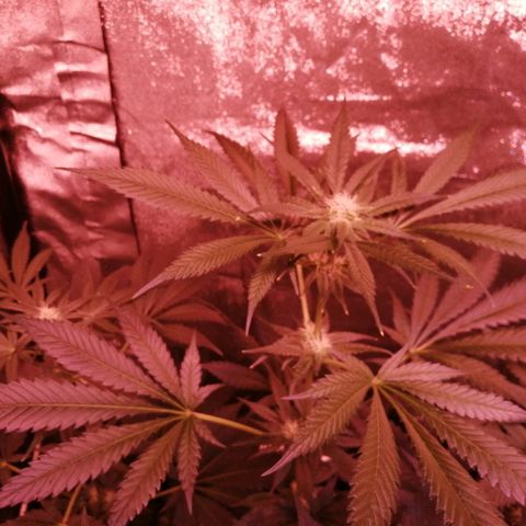 GRANEL strain growlog timeline photo