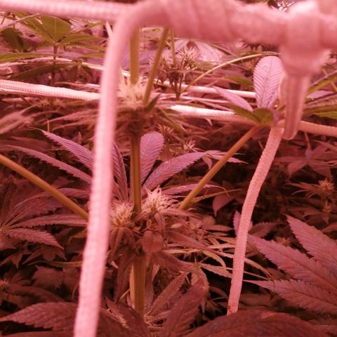 GRANEL strain growlog timeline photo