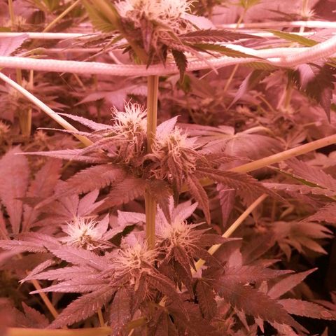 GRANEL strain growlog timeline photo