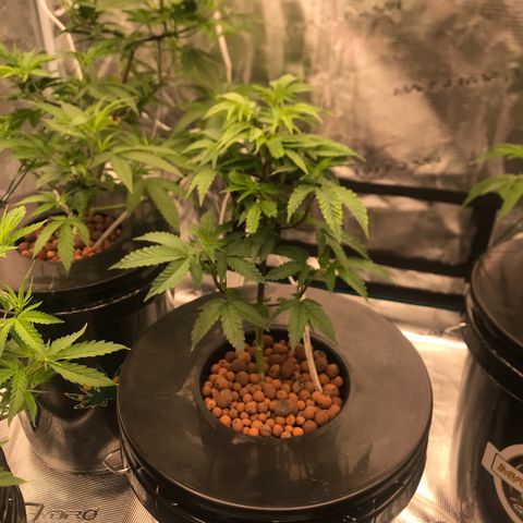 Brooke Hermied 8/8 Moved Outdoors growlog photo: Leaves are not dropping, still has spotting on leaves 
