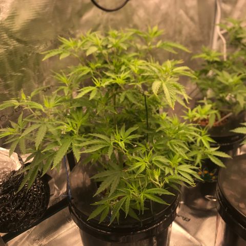 Janelle  growlog timeline photo