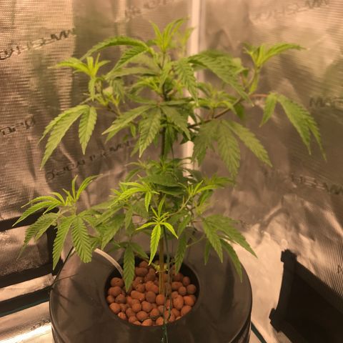 Molly growlog photo: Has some 3 finger leaves at the top, bottom fan leaves look normal. 