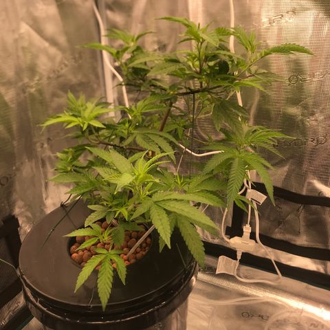 Nikki growlog timeline photo