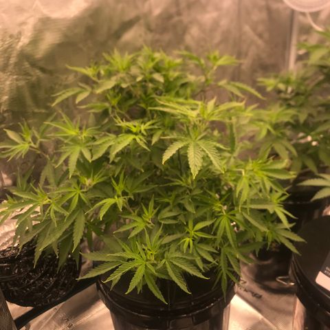 Janelle  growlog photo: Moved light up after seeing some yellowing at the tips of some of the upper leaves (closest to light) 