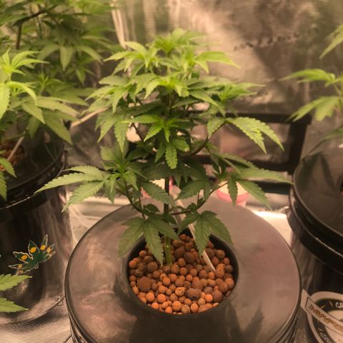 Brooke Hermied 8/8 Moved Outdoors growlog photo: Looking much better the last couple of days. Not drooping, new growth looks healthy. 