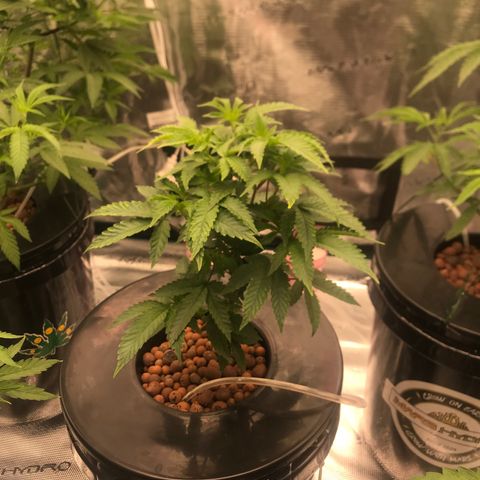 Brooke Hermied 8/8 Moved Outdoors growlog photo: Looking much better the last couple of days. Not drooping, new growth looks healthy. 