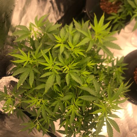 Janelle  growlog timeline photo
