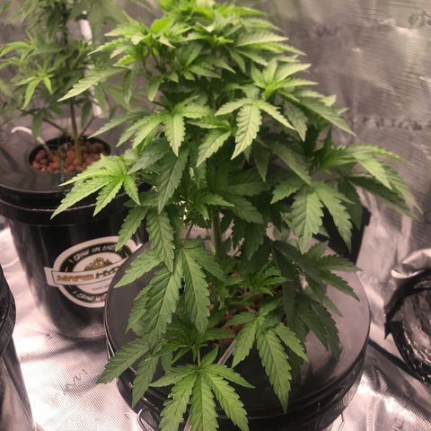 Thandie - Declared Male 7/23/2023 R.I.P growlog photo: Looking healthy, Need to Open up the Canopy. 
