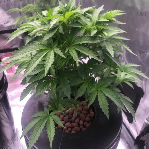 Thandie - Declared Male 7/23/2023 R.I.P growlog photo: Looking healthy, Need to Open up the Canopy. 