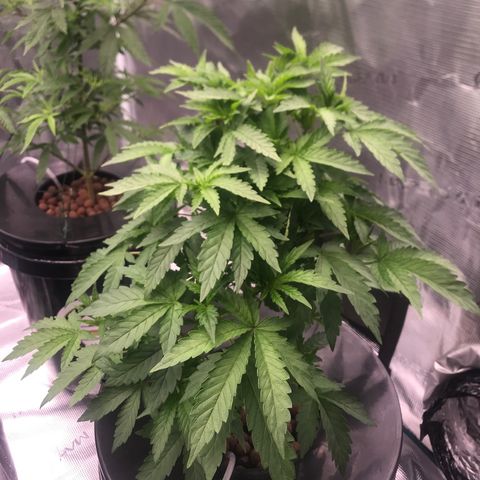 Thandie - Declared Male 7/23/2023 R.I.P growlog photo: Looking healthy, Need to Open up the Canopy. 