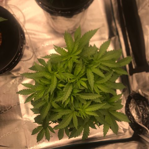 Thandie - Declared Male 7/23/2023 R.I.P growlog timeline photo