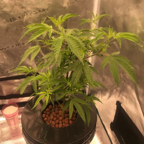 Molly growlog photo: Needs to fill out more, new growth looks healthy. 
