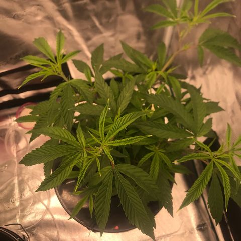 Molly growlog photo: Needs to fill out more, new growth looks healthy. 