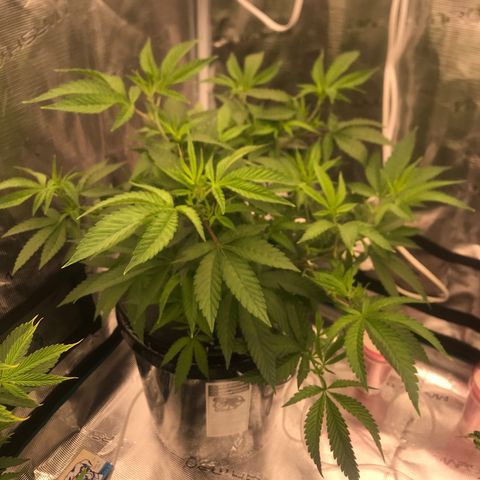 Nikki growlog photo: Need to start more LST, open up the canopy. 