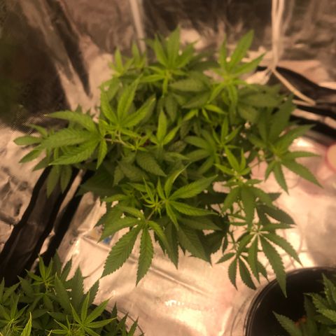 Nikki growlog photo: Need to start more LST, open up the canopy. 