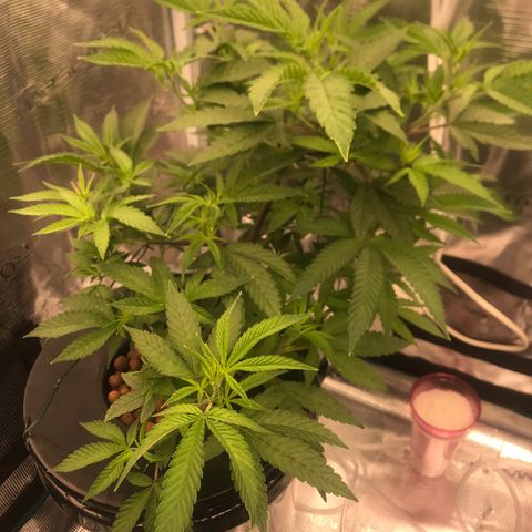 Nikki growlog photo: Need to start more LST, open up the canopy. 