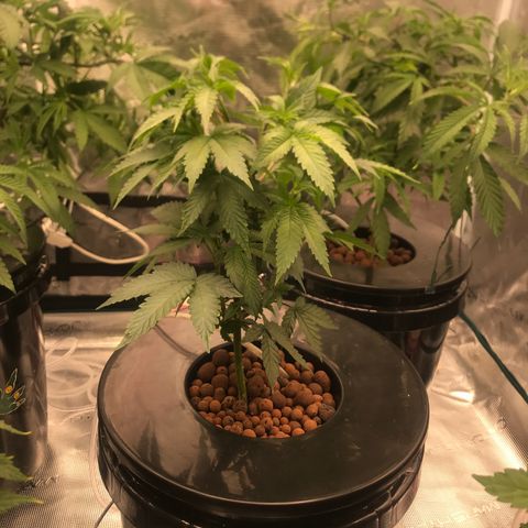 Brooke Hermied 8/8 Moved Outdoors growlog timeline photo