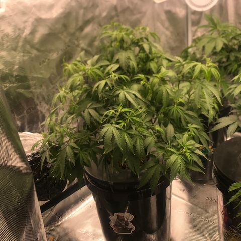 Janelle  growlog timeline photo