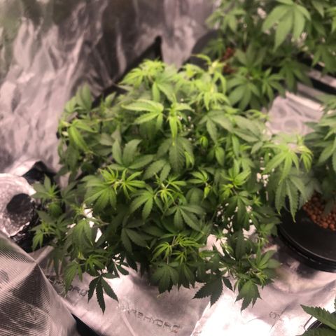 Janelle  growlog timeline photo