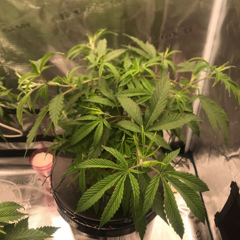 Molly growlog timeline photo