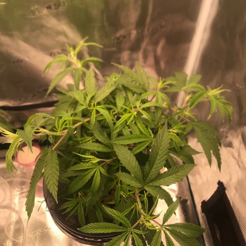 Molly growlog timeline photo