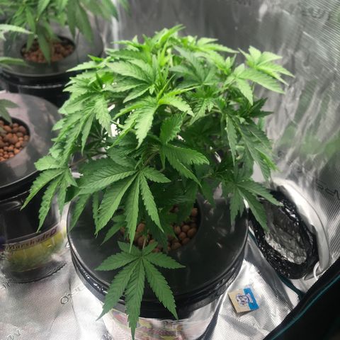 Thandie - Declared Male 7/23/2023 R.I.P growlog timeline photo