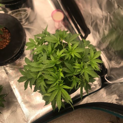 Thandie - Declared Male 7/23/2023 R.I.P growlog timeline photo