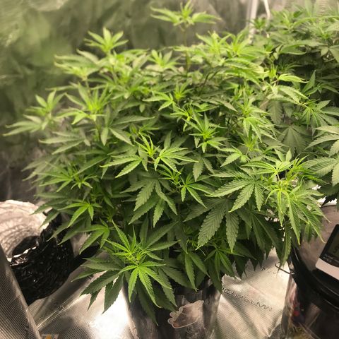 Janelle  growlog photo: Flipping to 12/12 Next Week 