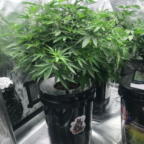 Janelle  growlog photo: Flipping to 12/12 Next Week 