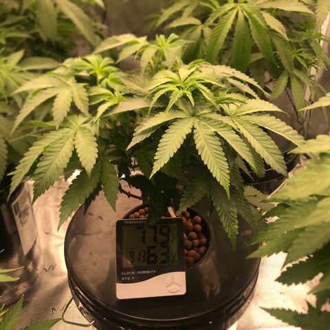 Brooke Hermied 8/8 Moved Outdoors growlog timeline photo