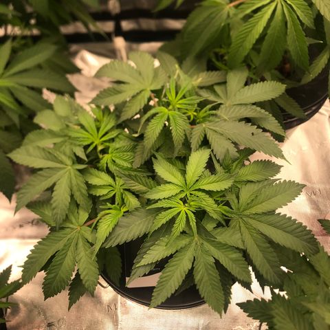Brooke Hermied 8/8 Moved Outdoors growlog timeline photo